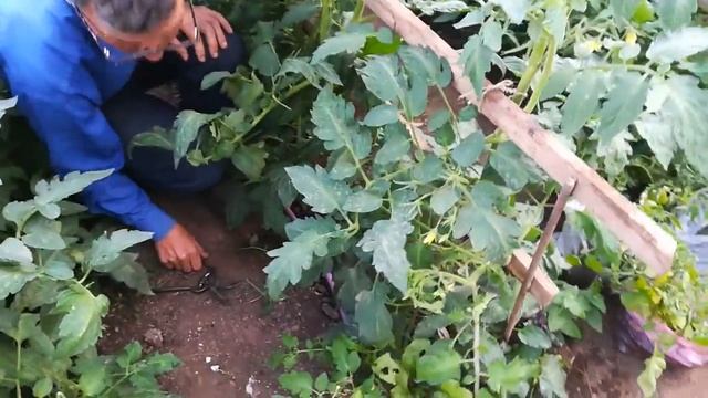 Обрезка томатов и огурцов смотреть онлайн