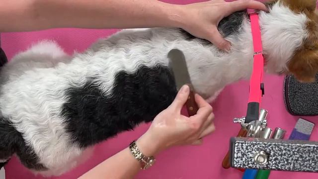 What is the Difference Between Stripping and Carding a Dog? смотреть онлайн