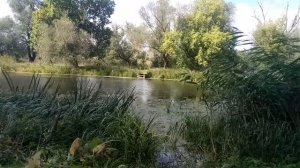 Незабываемое пение Соловья летним Утром Relax и красивая Природа возле Реки Кодыма - пение птиц