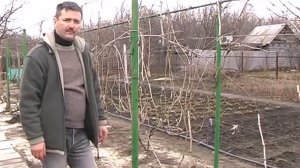 Обрезка виноградных кустов - веерная формировка