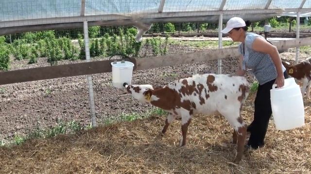 Кормление телят из вёдер смотреть онлайн