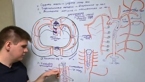 Артерии грудного отдела аорты / Артерии грудной клетки / Ангиология
