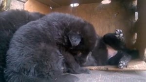 Щенки черной немецкой овчарки 1 месяц