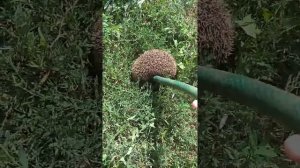 Как разбудить ежа!