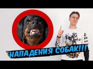 НА ВЕЛОСИПЕДИСТА НАПАЛА СОБАКА? Что делать! Как меня покусала собака
