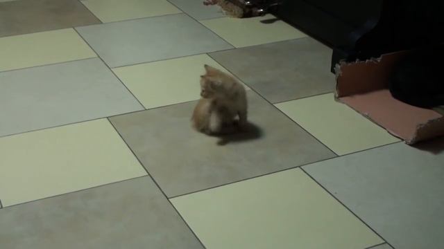 Рыжий котенок - 2 смотреть онлайн