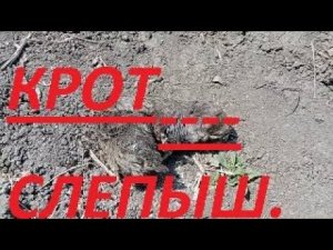 КАК ПОЙМАТЬ КРОТА .ЛУЧШИЙ СПОСОБ РАБОТАЕТ НА ВСЕ 100 !!