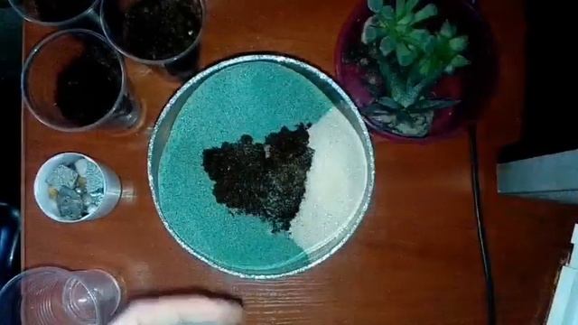 Флорариум с суккулентами. Подпишись на мой канал? Скоро новое видео о изготовлении флорариума. смотреть онлайн