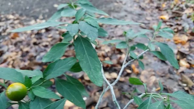 Solanum Pseudocapsicum - Growing a fruit смотреть онлайн
