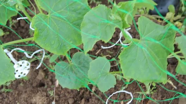 Как подвязать огурцы. Отличный способ.(21.05.2016 г.) смотреть онлайн
