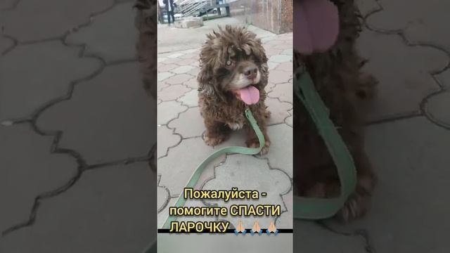 Помогаeм Ларочкe!  #всемпособаке  #спасисобаку #собакавдобрыеруки #собакавбеде