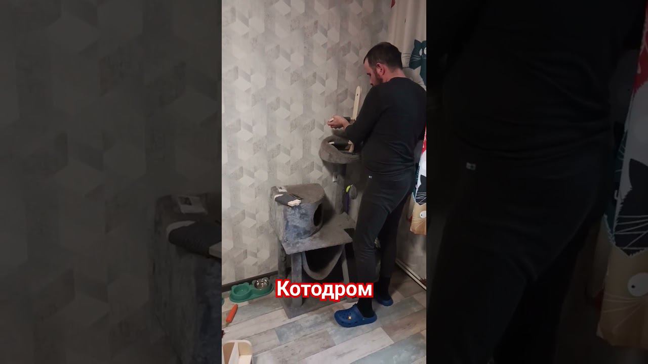 Котодром#catshorts #котодром#котята # смешныекоты