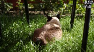 Как научить кошку сидеть на руках?