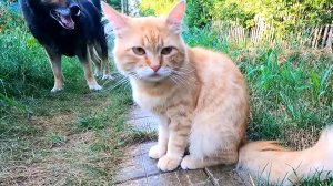 Славянск. 21 июля 2024г. Вечер.