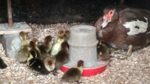 Индоутка вывела 18 утят.