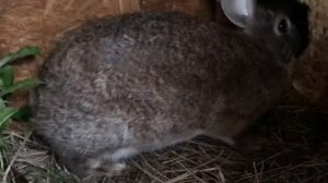 Какой должен быть домик для крольчат ??? Маточник  для крольчихи !!!