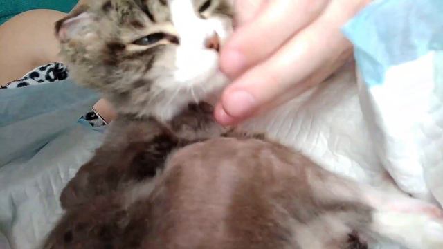 ЖИЗНЬ КОТА БЕЗ ЛАП,ПРОШЛОЕ И НАСТОЯЩЕЕ