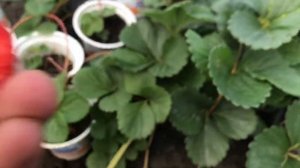 ремонтантная клубника(земляника садовая) Аромас.