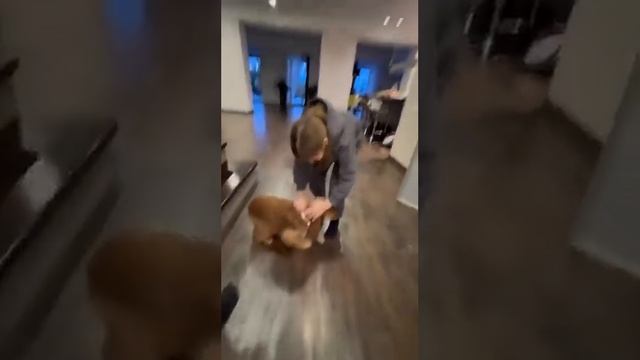 Щенок Английского кокер спаниеля первые минуты в новом доме, в своей долгожданной семье! смотреть онлайн