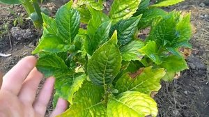 Супер фосфат или водорастворимые удобрения⁉️