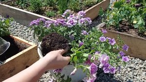 Микс из вегетативной петунии, вербены и калибрахоа в вазоне/Mix of petunia, verbena and calibracho