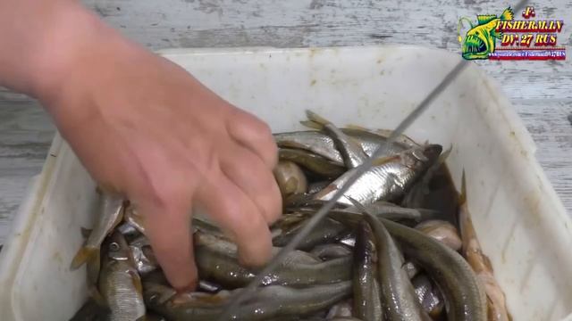 Ищите новый рецепт засолки корюшки? Попробуйте этот, вяленая корюшка, просто 10 из10, рекомендую.