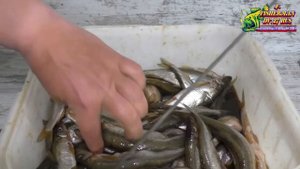 Ищите новый рецепт засолки корюшки? Попробуйте этот, вяленая корюшка, просто 10 из10, рекомендую.