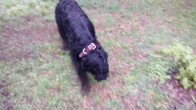 Моя Яна РИЗЕНШНАУЦЕР смотреть онлайн