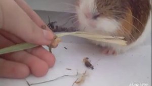 Как правильно стричь когти морской свинке? *CatCo Pets*