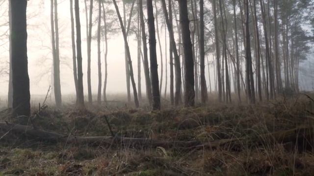 Отрывок из книги "Кроличья нора или что мы знаем о себе и Вселенной" смотреть онлайн