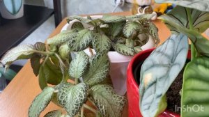 Нужен совет по уходу за Алоказией Silver Dragon 🙏