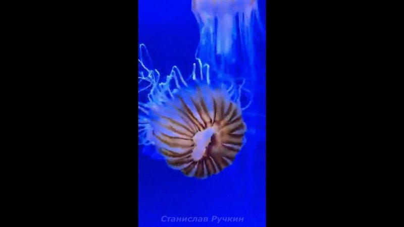 Что это за разновидность медуз? пишите в комментариях