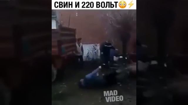 Свин и 220 волть