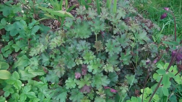 Maggies Garden смотреть онлайн