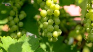 Внимание! Вспышка ОИДИУМА На Винограде. Как Оидиум Отличить От Милдью? ПИЩЕВАЯ СОДА Нам В Помощь!