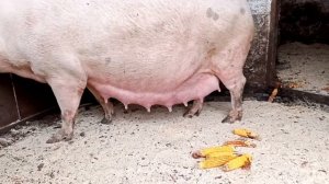 ///как определить что свиноматка будет поросится///