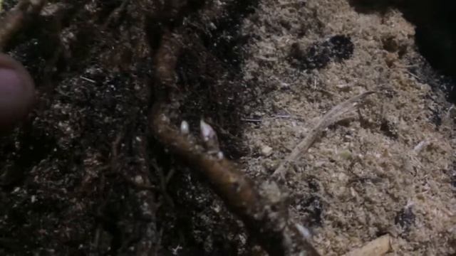 Ежевика Корни, Блэк Мэджик и Прайм арк Фридом. смотреть онлайн