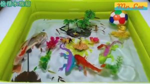 Ловля бойцовой рыбки в пруду, сома, декоративной рыбы, кои, золотой рыбки, настоящих черепах