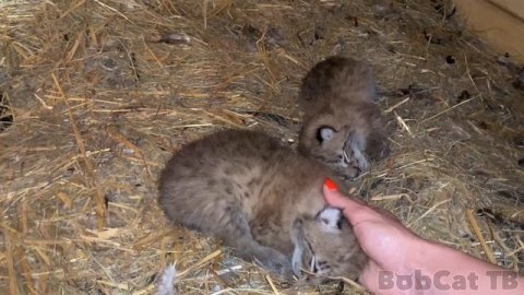 РЫСЕНОК ОТКРЫЛ ГЛАЗА