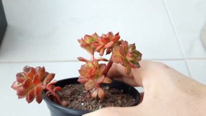 Седеверия Литиция