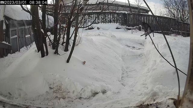 Ворона : Камеры не видно  можно кушать Киров