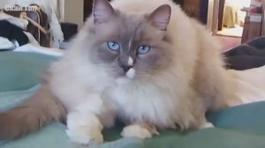 Выбираете себе ДРУГА, посмотрите это видео! Самые большие кошки в мире! Настоящие коты гиганты...