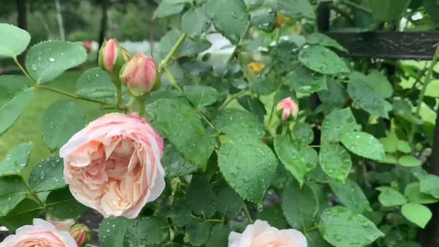 David Austin Rose..St.Swithun Climbing Rose смотреть онлайн