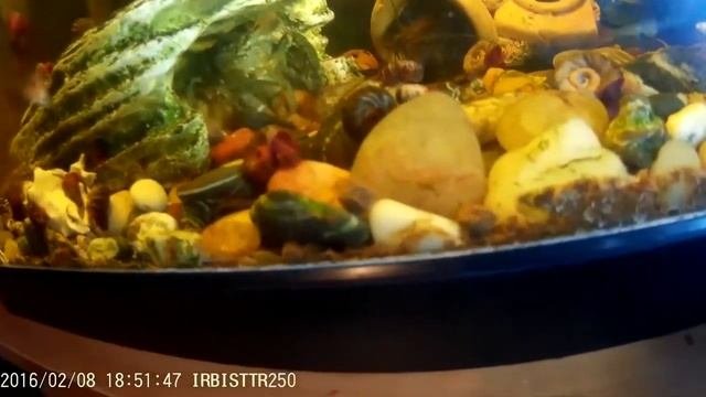 мраморные раки,джебо,гуппи,моллинезии
