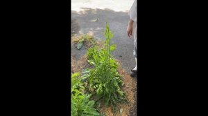 A Weed Walk From Home