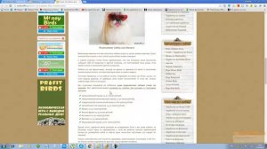 Бизнес на собаках для модниц. Разведение собак как бизнес