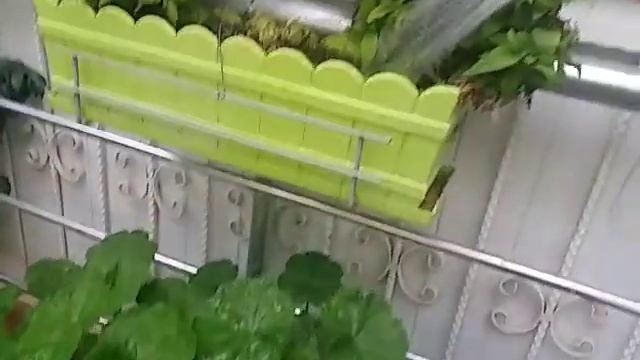 Регулярный полив и уход за растениями во дворе это залог красоты двора ! смотреть онлайн