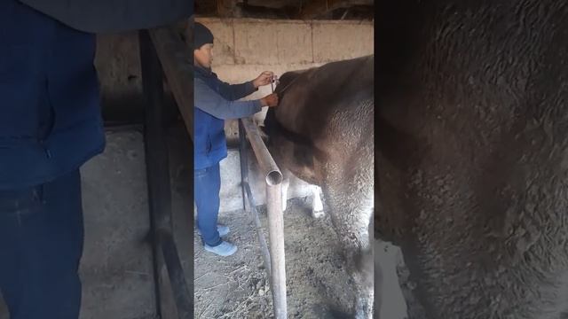 откорм быков Швиц живой вес 490кг по ленте Бентобак +77772702467 мал базар bull fattening Beef cutt
