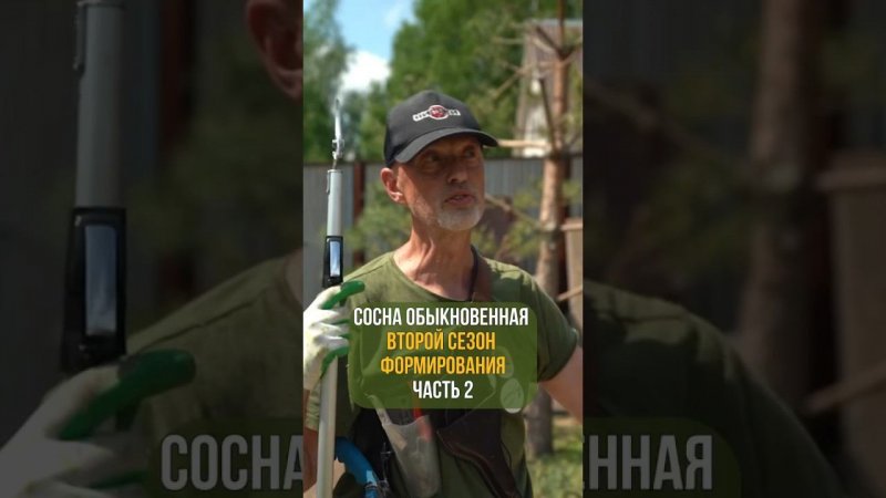 СОСНА ОБЫКНОВЕННАЯ. Второй сезон формирования. Часть 2