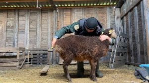 Ягнята от Гиссара и от Эдильбая